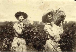 800px-PikiWiki_Israel_5635_Agriculture_in_Israel